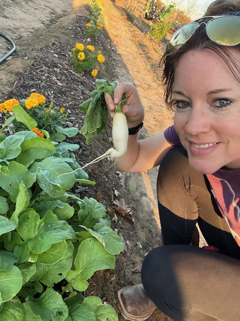 White Icicle Radish harvest - Cool Season garden 2024-2025
