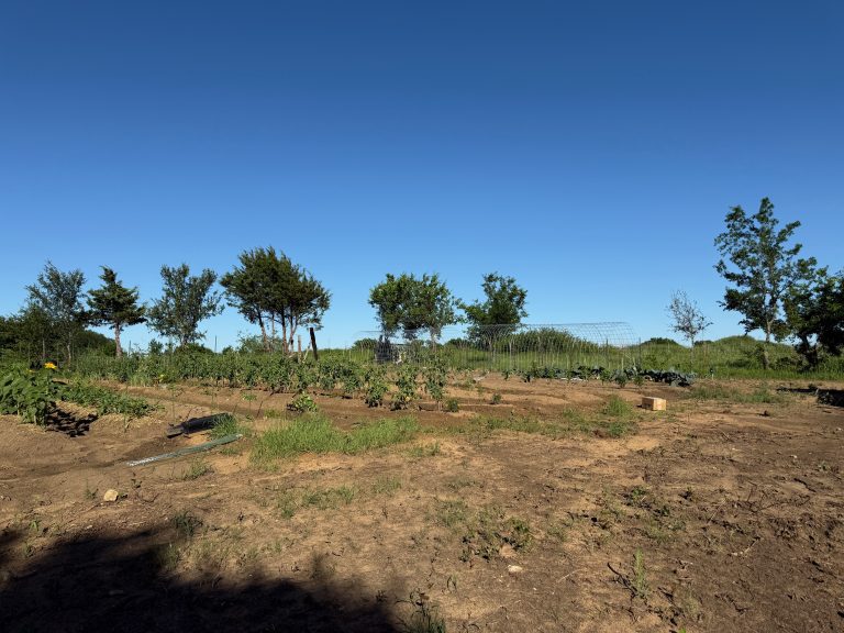 PLANNING MY FIRST FLOWER “FIELD”: WINS & WHOOPSIES
