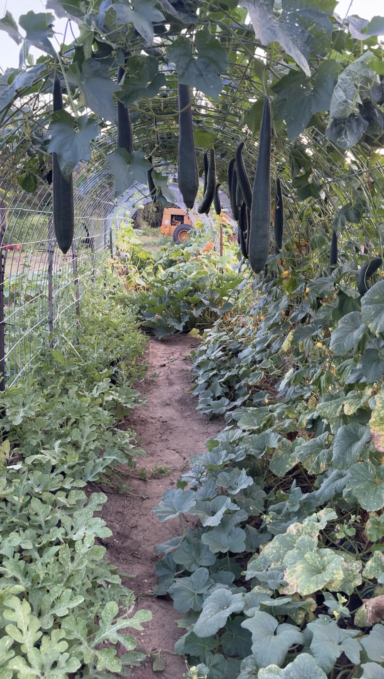 How I Plan My Garden to Reduce Pest Problems Before They Start