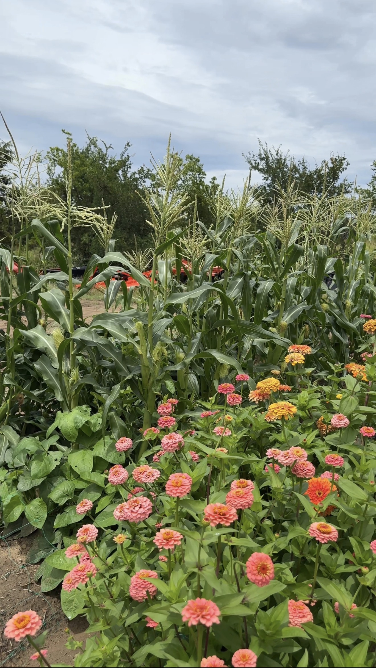 Why I Grow Herbs and Flowers With My Vegetables (And What It Actually Does)